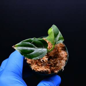 8 Aglaonema pictum tricolor from South Sumatra アグラオネマ ピクタム トリカラー実生株の画像2