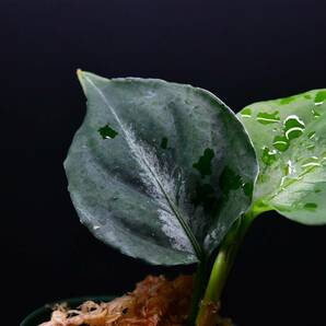 10 Aglaonema pictum tricolor from South Sumatra アグラオネマ ピクタム トリカラー実生株の画像4