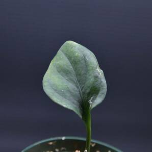 1 Aglaonema pictum tricolor from South Sumatra アグラオネマ ピクタム トリカラー実生株の画像5