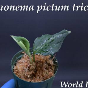 3 Aglaonema pictum tricolor from South Sumatra アグラオネマ ピクタム トリカラー実生株の画像1