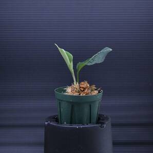 3 Aglaonema pictum tricolor from South Sumatra アグラオネマ ピクタム トリカラー実生株の画像2