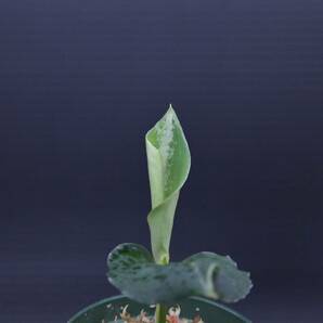 3 Aglaonema pictum tricolor from South Sumatra アグラオネマ ピクタム トリカラー実生株の画像7