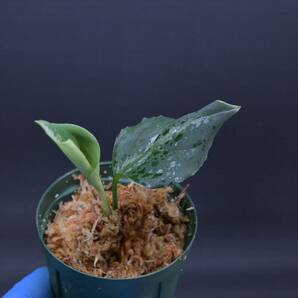 3 Aglaonema pictum tricolor from South Sumatra アグラオネマ ピクタム トリカラー実生株の画像5