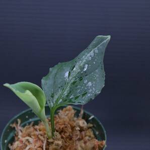 3 Aglaonema pictum tricolor from South Sumatra アグラオネマ ピクタム トリカラー実生株の画像6