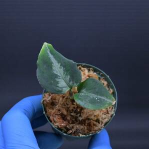4 Aglaonema pictum tricolor from South Sumatra アグラオネマ ピクタム トリカラー実生株の画像4
