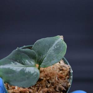 4 Aglaonema pictum tricolor from South Sumatra アグラオネマ ピクタム トリカラー実生株の画像6