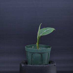 5 Aglaonema pictum tricolor from South Sumatra アグラオネマ ピクタム トリカラー実生株の画像2