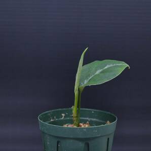 5 Aglaonema pictum tricolor from South Sumatra アグラオネマ ピクタム トリカラー実生株の画像3