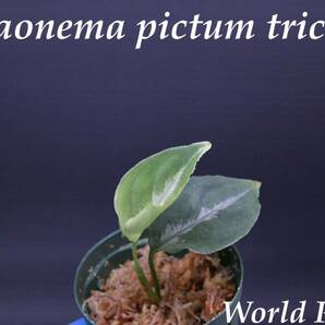 6 Aglaonema pictum tricolor from South Sumatra アグラオネマ ピクタム トリカラー実生株の画像1