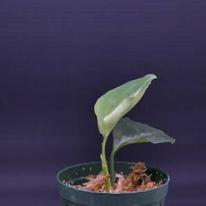 6 Aglaonema pictum tricolor from South Sumatra アグラオネマ ピクタム トリカラー実生株の画像3