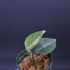 6 Aglaonema pictum tricolor from South Sumatra アグラオネマ ピクタム トリカラー実生株の画像4