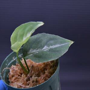 6 Aglaonema pictum tricolor from South Sumatra アグラオネマ ピクタム トリカラー実生株の画像5