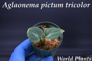 8　Aglaonema　pictum tricolor from South Sumatra アグラオネマ　ピクタム　トリカラー実生株