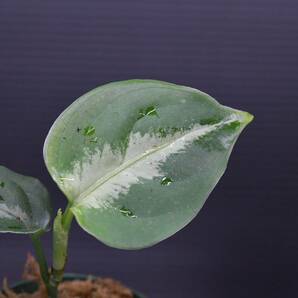 9 Aglaonema pictum tricolor from South Sumatra アグラオネマ ピクタム トリカラー実生株の画像5