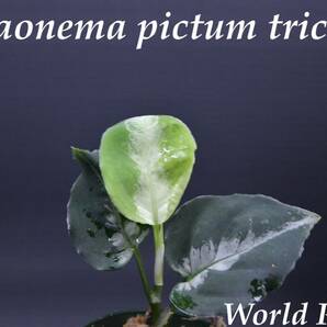 10 Aglaonema pictum tricolor from South Sumatra アグラオネマ ピクタム トリカラー実生株の画像1
