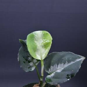 10 Aglaonema pictum tricolor from South Sumatra アグラオネマ ピクタム トリカラー実生株の画像4