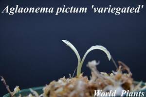 5　斑入り　Aglaonema　pictum from South Sumatra アグラオネマ　ピクタム　トリカラー実生株