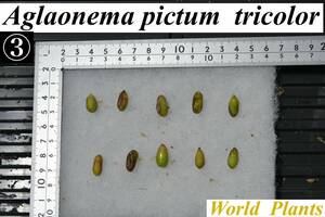 3　Aglaonema　pictum tricolor from South Sumatra アグラオネマ　ピクタム　トリカラー 種10粒