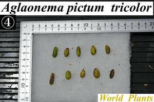 4　Aglaonema　pictum tricolor from South Sumatra アグラオネマ　ピクタム　トリカラー 種10粒