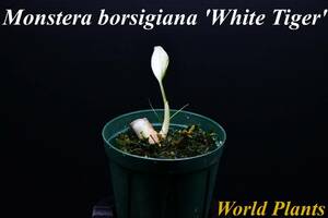 12　斑入りモンステラ　ホワイトタイガー Monstera　borsigiana 'White Tiger' 