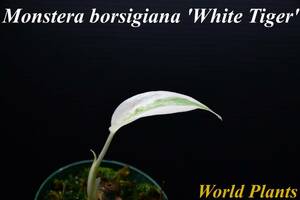 １3　斑入りモンステラ　ホワイトタイガー Monstera　borsigiana 'White Tiger' 