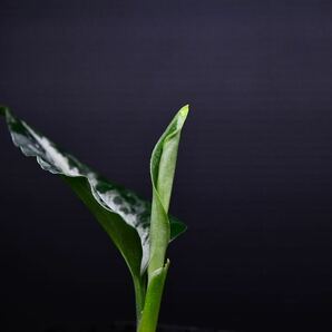 Aglaonema pictum ”Silver” from Kota Lahat アグラオネマ ピクタム ”シルバー”の画像5