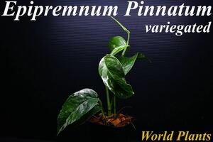 7 エピプレナム　ピナツム　斑入りEpipremnum Pinnatum variegated 