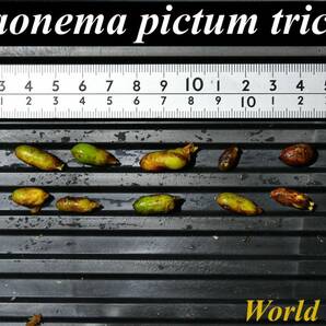 9 Aglaonema pictum tricolor from South Sumatra アグラオネマ ピクタム トリカラー 種10粒の画像1