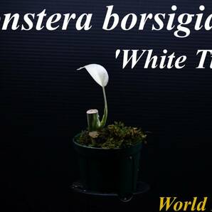 13 斑入りモンステラ ホワイトタイガー Monstera borsigiana 'White Tiger' の画像1