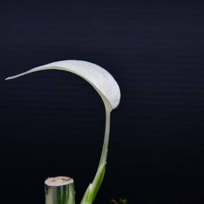 13 斑入りモンステラ ホワイトタイガー Monstera borsigiana 'White Tiger' の画像8