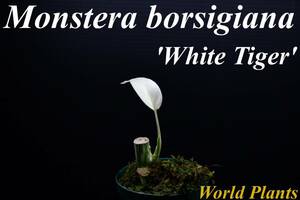 14　斑入りモンステラ　ホワイトタイガー Monstera　borsigiana 'White Tiger' 