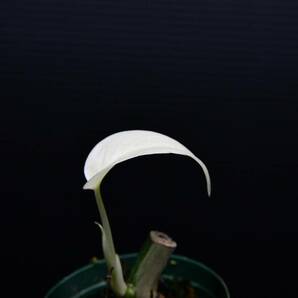 15 斑入りモンステラ ホワイトタイガー Monstera borsigiana 'White Tiger' の画像6