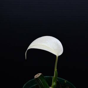 15 斑入りモンステラ ホワイトタイガー Monstera borsigiana 'White Tiger' の画像4