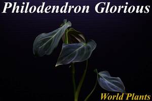 ３　Philodendron Glorious フィロデンドロン　グロリアス　