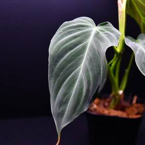 4 Philodendron Glorious フィロデンドロン グロリアス の画像7