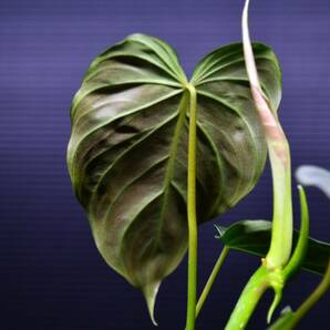 4 Philodendron Glorious フィロデンドロン グロリアス の画像9