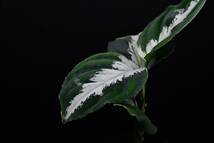 1　Aglaonema　pictum tricolor from South Sumatra アグラオネマ　ピクタム　トリカラー_画像6