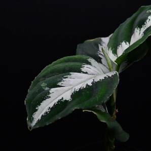 1 Aglaonema pictum tricolor from South Sumatra アグラオネマ ピクタム トリカラーの画像6