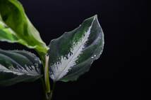 ２　Aglaonema　pictum tricolor from South Sumatra アグラオネマ　ピクタム　トリカラー_画像5