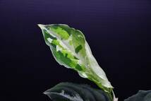 ２　Aglaonema　pictum tricolor from South Sumatra アグラオネマ　ピクタム　トリカラー_画像4