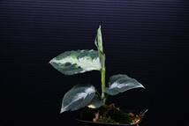 ３　Aglaonema　pictum tricolor from South Sumatra アグラオネマ　ピクタム　トリカラー_画像3