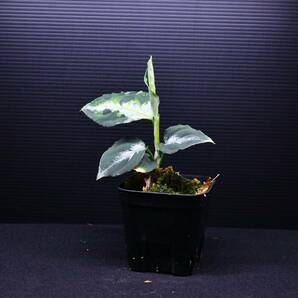 ３ Aglaonema pictum tricolor from South Sumatra アグラオネマ ピクタム トリカラーの画像2