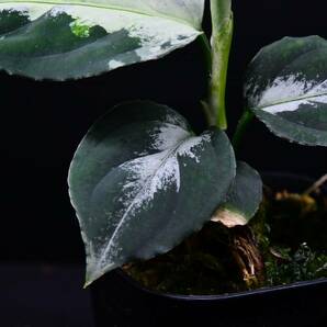 ３ Aglaonema pictum tricolor from South Sumatra アグラオネマ ピクタム トリカラーの画像4