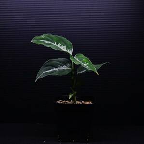 ５ Aglaonema pictum tricolor from South Sumatra アグラオネマ ピクタム トリカラーの画像2