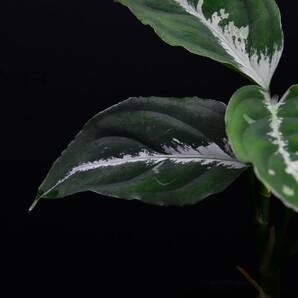 ５ Aglaonema pictum tricolor from South Sumatra アグラオネマ ピクタム トリカラーの画像6