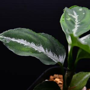 ５ Aglaonema pictum tricolor from South Sumatra アグラオネマ ピクタム トリカラーの画像7