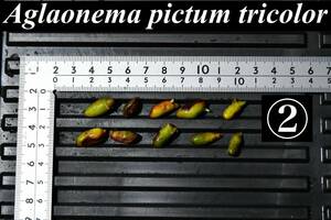 2　Aglaonema　pictum tricolor from South Sumatra アグラオネマ　ピクタム　トリカラー 種10粒