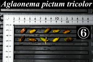 6　Aglaonema　pictum tricolor from South Sumatra アグラオネマ　ピクタム　トリカラー 種10粒