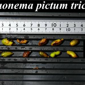 10 Aglaonema pictum tricolor from South Sumatra アグラオネマ ピクタム トリカラー 種10粒の画像1