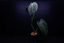 2 Philodendron melanochrysum　フィロデンドロン　メラノクリサム　苗_画像2